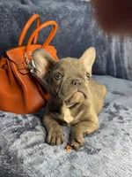 Marty, a male French Bulldog for sale in Wilkes Barre, PA – Photo 4 of 4