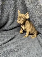 Oscar, a male French Bulldog for sale in Wilkes Barre, PA – Photo 2 of 5