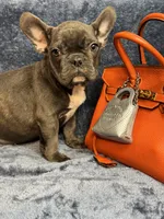 Oscar, a male French Bulldog for sale in Wilkes Barre, PA – Photo 5 of 5