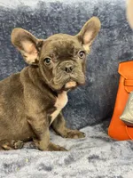 Oscar, a male French Bulldog for sale in Wilkes Barre, PA – Photo 4 of 5