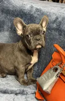 Oscar, a male French Bulldog for sale in Wilkes Barre, PA – Photo 3 of 5