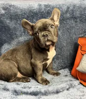 Oscar, a male French Bulldog for sale in Wilkes Barre, PA – Photo 1 of 5