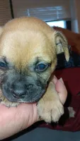 Royal , a male French Bulldog for sale in Milwaukee, WI – 2 of 3