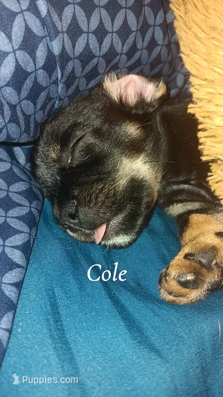 Cole – French Bulldog puppy for sale in Milwaukee, WI