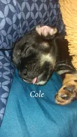 Cole, a male French Bulldog for sale in Milwaukee, WI – 1 of 4