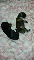 Cole, a male French Bulldog for sale in Milwaukee, WI – 4 of 4