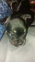 Cole, a male French Bulldog for sale in Milwaukee, WI – 2 of 4