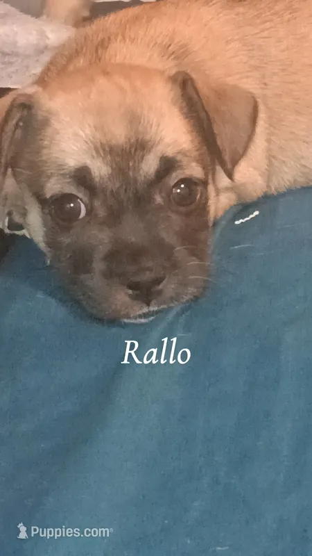 Rallo – French Bulldog puppy for sale in Milwaukee, WI