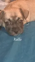 Rallo, a male French Bulldog for sale in Milwaukee, WI – 1 of 3