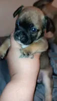 Baby Rio , a male French Bulldog for sale in Milwaukee, WI – 2 of 3