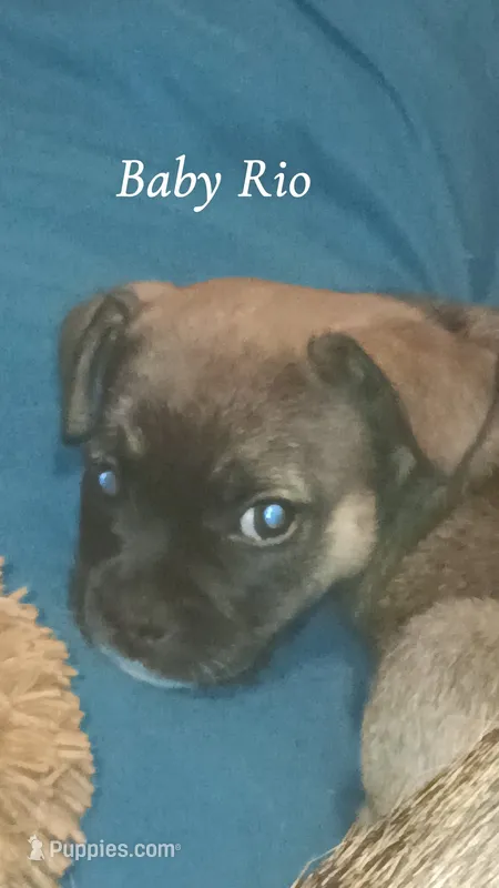 Baby Rio  – French Bulldog puppy for sale in Milwaukee, WI