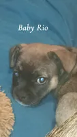 Baby Rio , a male French Bulldog for sale in Milwaukee, WI – 1 of 3