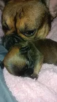 Baby Rio , a male French Bulldog for sale in Milwaukee, WI – 3 of 3