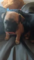 Rallo, a male French Bulldog for sale in Milwaukee, WI – 3 of 3