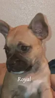 Royal , a male French Bulldog for sale in Milwaukee, WI – 1 of 3
