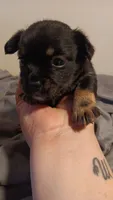 Cole, a male French Bulldog for sale in Milwaukee, WI – 3 of 4