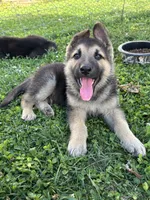 Charger, a male German Shepherd Dog for sale in Wakarusa, IN – Photo 1 of 7
