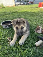 Charger, a male German Shepherd Dog for sale in Wakarusa, IN – Photo 3 of 7
