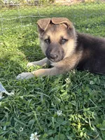 Charger, a male German Shepherd Dog for sale in Wakarusa, IN – Photo 2 of 7