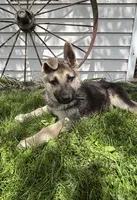 Ripper, a male German Shepherd Dog for sale in Wakarusa, IN – 3 of 7
