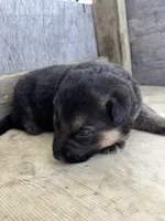 Thunder, a male German Shepherd Dog for sale in Wakarusa, IN – 6 of 7