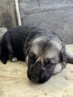 Lightning, a female German Shepherd Dog for sale in Wakarusa, IN – 1 of 7