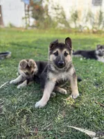 Ripper, a male German Shepherd Dog for sale in Wakarusa, IN – Photo 3 of 6