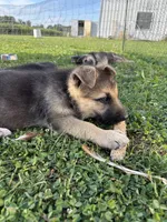 Ripper, a male German Shepherd Dog for sale in Wakarusa, IN – Photo 4 of 6