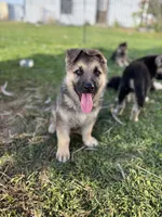 Ripper, a male German Shepherd Dog for sale in Wakarusa, IN – Photo 1 of 6