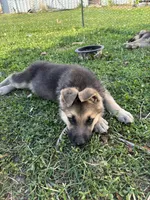 Ripper, a male German Shepherd Dog for sale in Wakarusa, IN – Photo 2 of 6