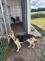 Ripper, a male German Shepherd Dog for sale in Wakarusa, IN – Photo 6 of 6