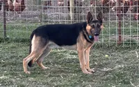 Ripper, a male German Shepherd Dog for sale in Wakarusa, IN – Photo 5 of 6