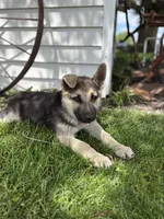 Ripper, a male German Shepherd Dog for sale in Wakarusa, IN – 6 of 7