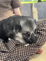 Lightning, a female German Shepherd Dog for sale in Wakarusa, IN – 6 of 7