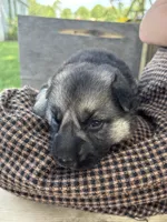 Lightning, a female German Shepherd Dog for sale in Wakarusa, IN – 3 of 7