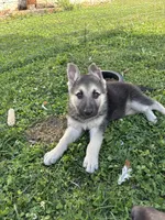 Zippy, a female German Shepherd Dog for sale in Wakarusa, IN – Photo 4 of 7