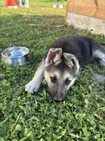 Zippy, a female German Shepherd Dog for sale in Wakarusa, IN – Photo 3 of 7