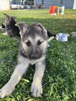 Zippy, a female German Shepherd Dog for sale in Wakarusa, IN – Photo 1 of 7
