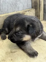 Thunder, a male German Shepherd Dog for sale in Wakarusa, IN – 3 of 7