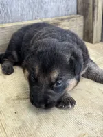 Thunder, a male German Shepherd Dog for sale in Wakarusa, IN – 4 of 7