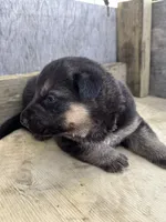 Thunder, a male German Shepherd Dog for sale in Wakarusa, IN – 7 of 7