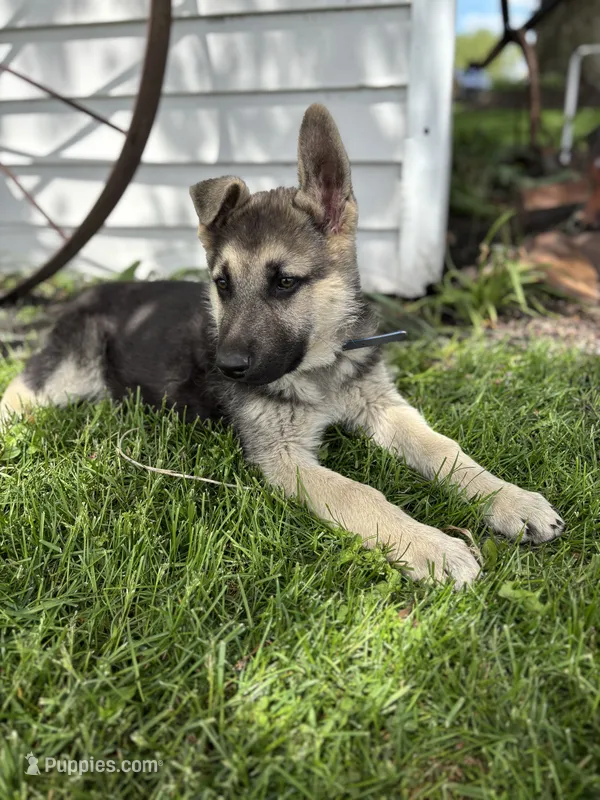 Lightning – German Shepherd Dog puppy for sale in Wakarusa, IN