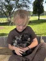 Lightning, a female German Shepherd Dog for sale in Wakarusa, IN – 7 of 7