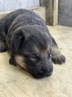 Thunder, a male German Shepherd Dog for sale in Wakarusa, IN – 2 of 7