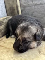 Lightning, a female German Shepherd Dog for sale in Wakarusa, IN – 5 of 7