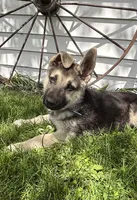 Ripper, a male German Shepherd Dog for sale in Wakarusa, IN – 2 of 7