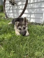 Ripper, a male German Shepherd Dog for sale in Wakarusa, IN – 4 of 7