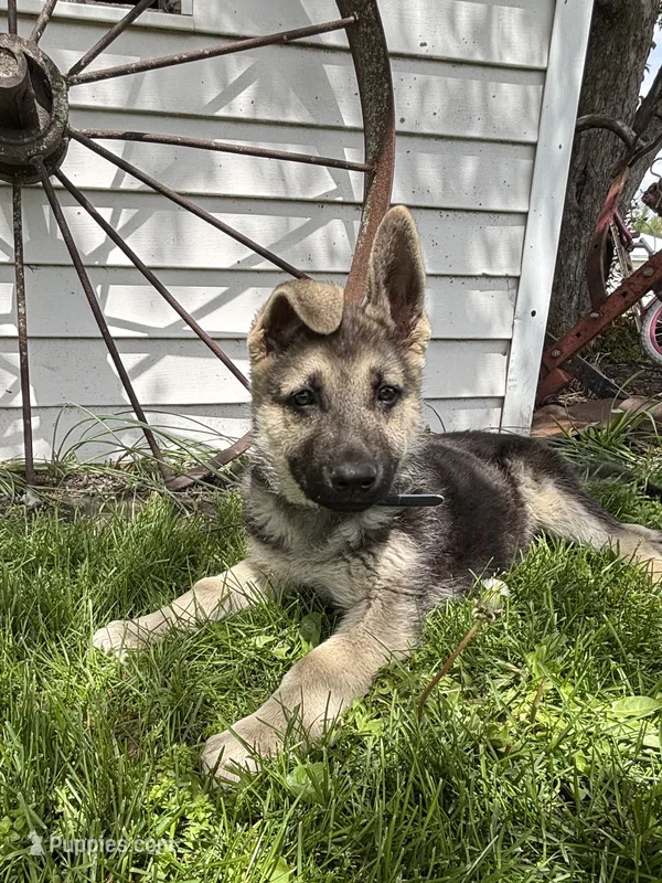 Ripper – German Shepherd Dog puppy for sale in Wakarusa, IN