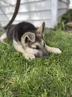 Ripper, a male German Shepherd Dog for sale in Wakarusa, IN – 5 of 7