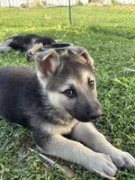 processed/c269e7de-17da-49ea-8855-e396dbbb1c41/listing/d6f19709-0156-4c9a-8296-9ae27ae2e918/c286ed92-6342-4447-859d-4aecbbbf6b81